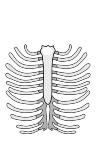 human skeletal 3b